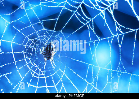 Spider web with shiny blue drops Stock Photo