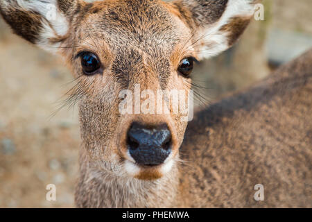 Sika Deer Stock Photo