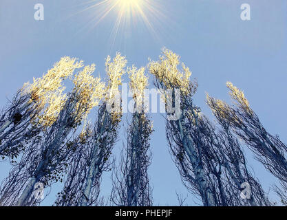 Cypress trees. Isolated.  Looking up towards the tips of sunkissed Cypress trees with a blue  clear sky in the background. Stock Image. Stock Photo