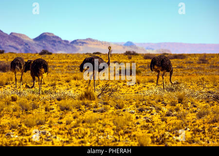 Small herd of ostriches Stock Photo