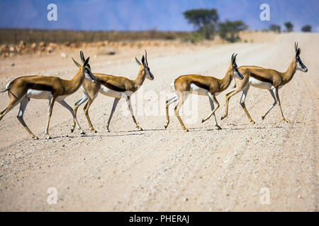 Small herd of impala antelopes cross the road Stock Photo