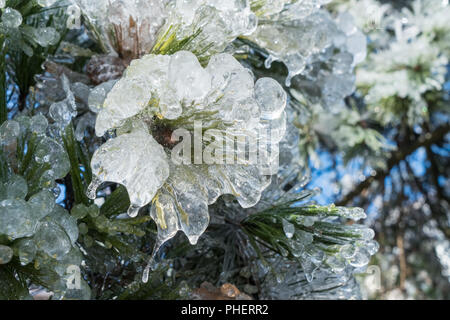 pine needles covered with ice Stock Photo