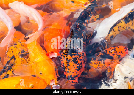 colorful koi fish closeup Stock Photo