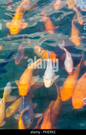 koi fish swimming Stock Photo