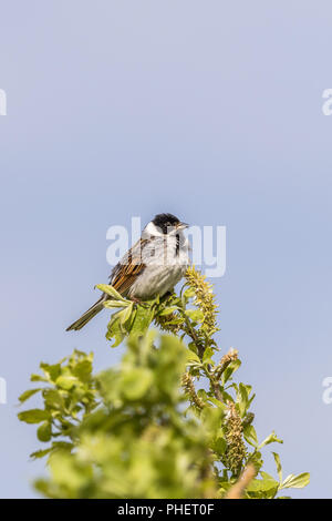 Reed bunting is in a branch top with catkins Stock Photo