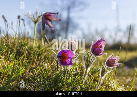 Flowering Pasque flowers in early spring at a meadow Stock Photo