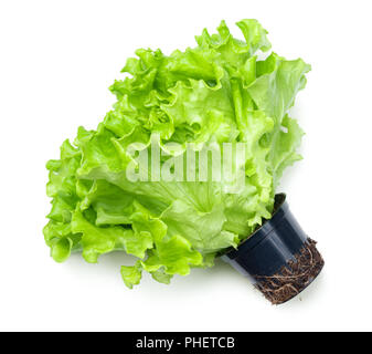 Lettuce Salad in Pot Isolated on White Background Stock Photo