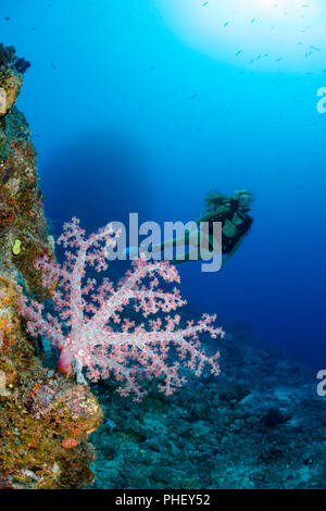 Diver (MR) and alcyonarian coral, Fiji. Stock Photo