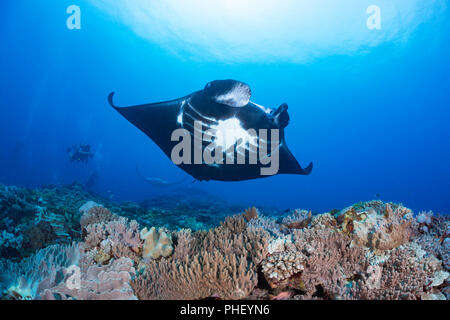 Three reef manta rays, Manta alfredi, cruise over Manta Reef off the island of Kadavu, Fiji. Stock Photo
