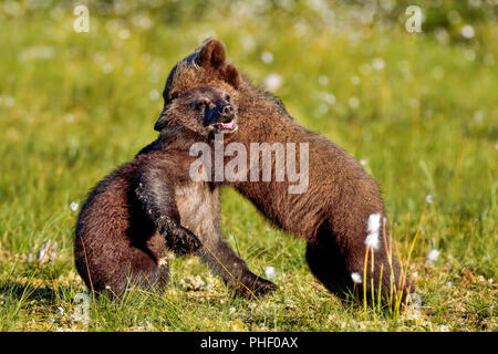 Brown bear cubs are playing at the swamp. Stock Photo