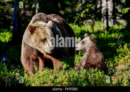 Brown bear mom is teaching facts of life to her cub in the forest. Stock Photo