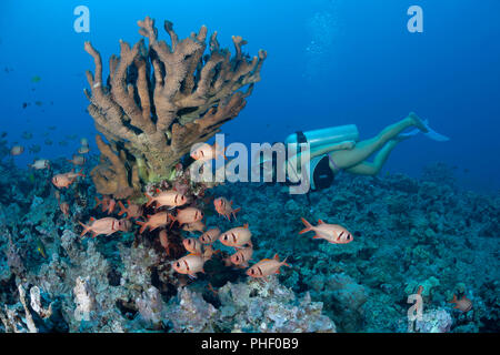 Diver (MR) and a school of shoulderbar soldierfish, Myripristis kuntee, Hawaii. Stock Photo