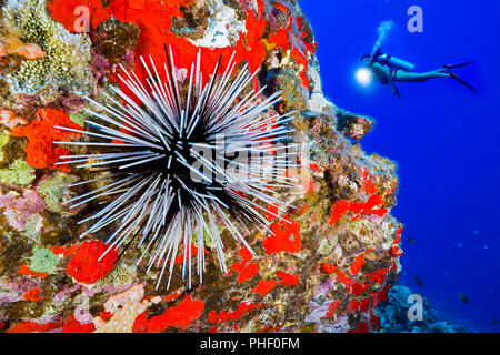 Diver (MR) and a banded sea urchin, Echinothrix calamaris, Hawaii. Stock Photo