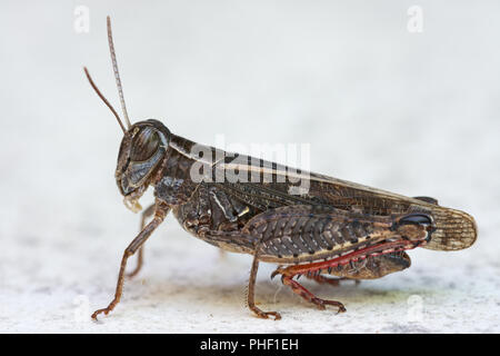 Calliptamus italicus, the Italian locust, close-up species of short-horned grasshopper. Stock Photo