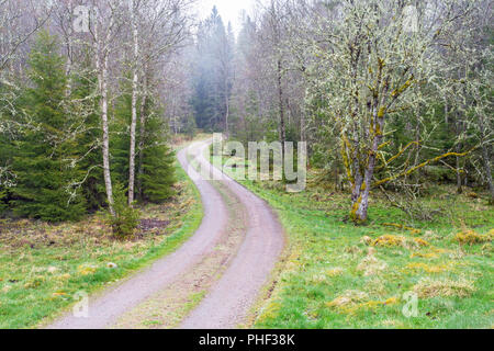Winding dirt road through the woods Stock Photo