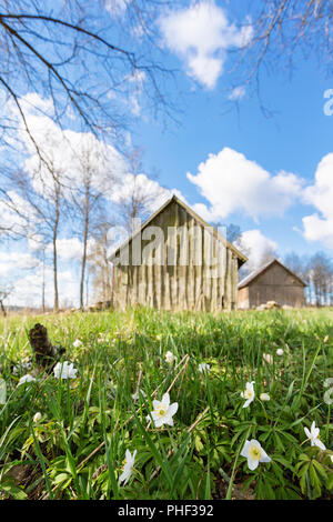 Flowering Wood anemone with shed on the meadow Stock Photo