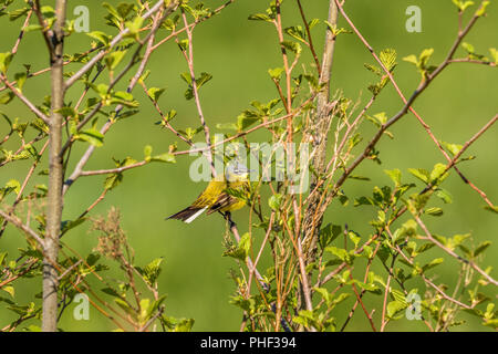 Yellow wagtail sitting on a branch in a tree Stock Photo