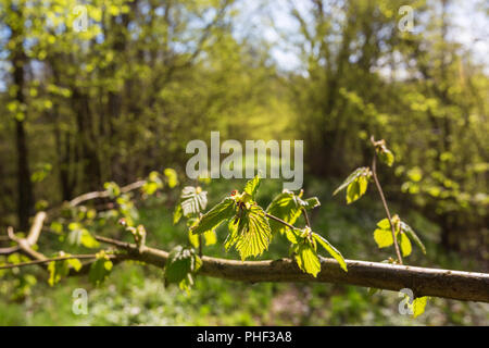 Newly opened buds on a tree branch Stock Photo