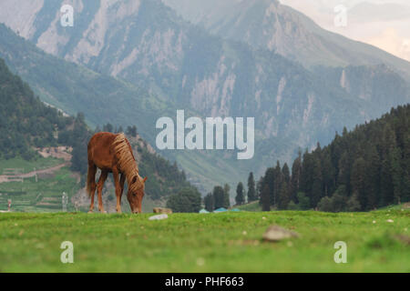 Horse grazing grass on meadow with mountain and forest view in the morning Stock Photo