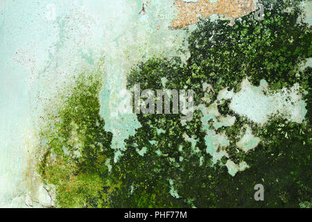 moss growing on damp wall, damage effects of ascending humidity Stock Photo
