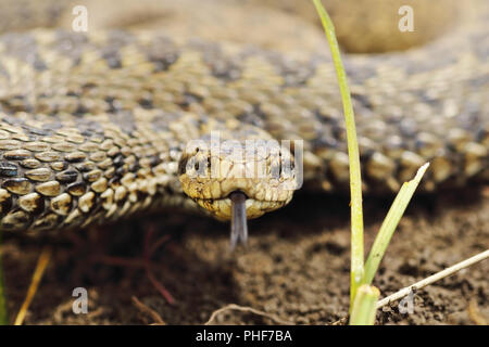 portrait of scarce meadow viper ( Vipera ursinii rakosiensis ) Stock Photo