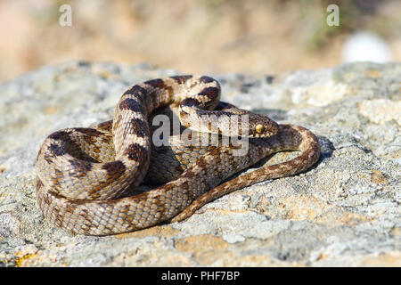 Telescopus fallax basking on a rock, the cat snake, full length image of juvenile reptile Stock Photo