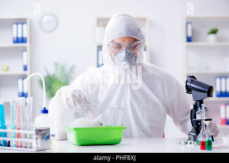 Scientist doing animal experiment in lab with rabbit Stock Photo