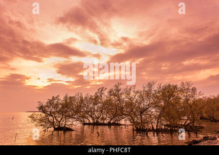 Big trees on the water when sunrise / sun set at mangrove forest on the Thai bay tropical sea beautiful nature background Stock Photo