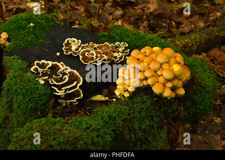mushrooms on mossy stump Stock Photo