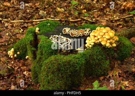 mushrooms on mossy stump Stock Photo