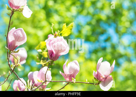Flowers of Magnolia soulangiana Stock Photo