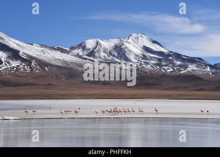 Flamingos feeding on the frozen waters of Laguna Hedionda, Sud Lipez, Uyuni, Bolivia Stock Photo