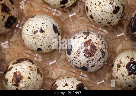 Quail Eggs in Plastic Container on Wood Background Stock Photo