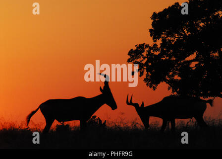 Hartebeest antelopes with horns in the fighting pose at a safari sunrise.  Photographed at the ADDO Elephant Park in South Africa. Stock Photo