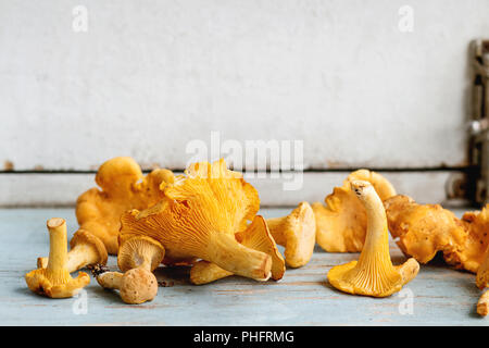 Raw uncooked Chanterelles forest mushrooms on blue white wooden kitchen table. Rustic style, day light, copy space. Close up Stock Photo