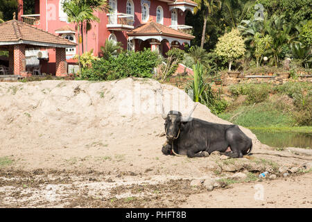 big black cow lying on the ground India Stock Photo