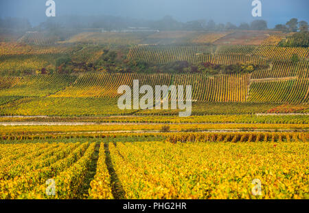 Vineyards in the foggy autumn morning, Burgundy, France Stock Photo