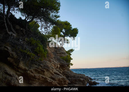 some trees on a rock that washing out by waves slowly Stock Photo