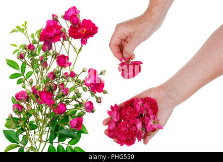 Worker pick  flowers of pink  roses Stock Photo