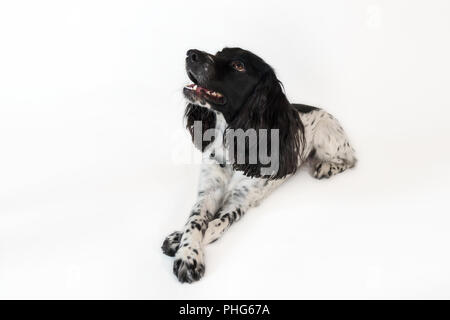 Beautiful female spaniel lies on white background Stock Photo