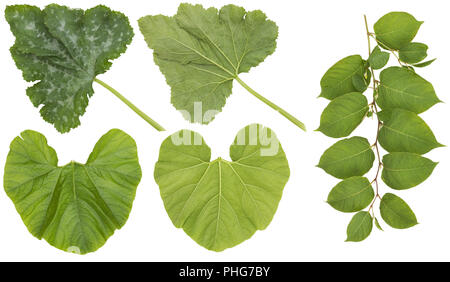 Huge leaves of garden vegetables Stock Photo