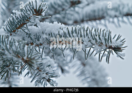 pine tree branch covered with snow Stock Photo