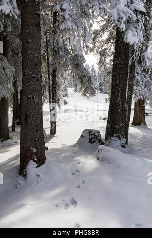 The sun shines through between two fir trees in a winter landscape in Switzerland Stock Photo