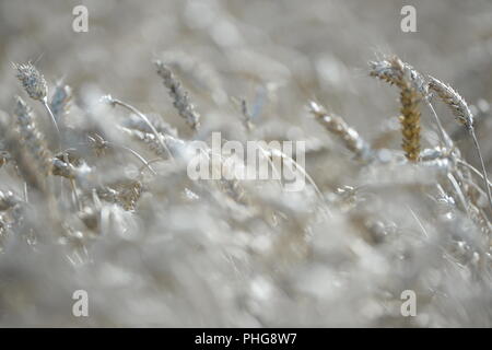 Field of Wheat ready for harvesting selectively focused to show single ears of corn Stock Photo