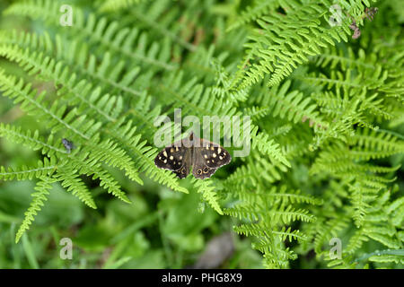 Speckled Wood butterfly on bracken leaves in woodland border showing brown wings with creamy-yellow spots. A house fly provides an idea of scale Stock Photo