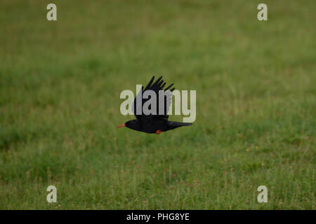 Red billed Chough flying low over green turf field Stock Photo