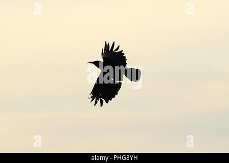 Red billed Chough in flight on a white sky background Stock Photo
