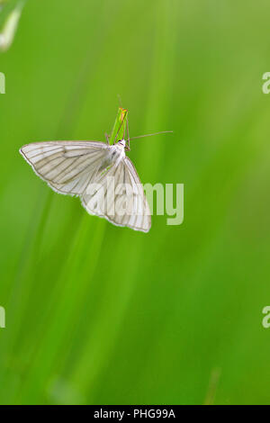 Black-veined moth, white moth, white butterfly in nature, green
