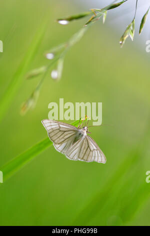 Black-veined moth Stock Photo