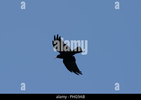 Red billed Chough in flight on a blue  sky background Stock Photo
